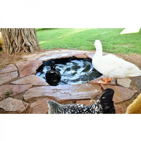 DIY Duck Pond with Drain Enjoy Backyard Beauty and Convenience Blog